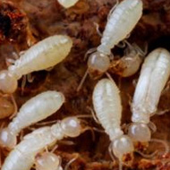 如何科學(xué)防治，白蟻頻頻出沒