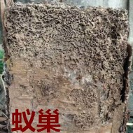 別墅墻體挖出超大白蟻巢！?。? />             <div   id=