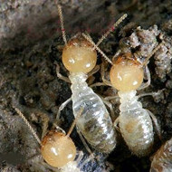 春季，請查查你家有沒有白蟻危害