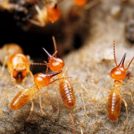 春雨綿綿，馬上又要進(jìn)入到白蟻紛飛高發(fā)時(shí)期