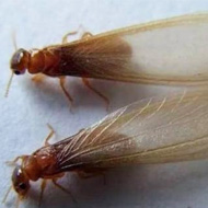 這兩天在珠海飛進(jìn)家里的就是白蟻，請(qǐng)預(yù)防！